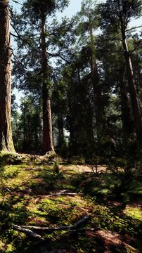 Sunlight filters through tall trees in a forest. Green plants cover the ground. The scene shows a mix of shadows and light, creating a natural environment. The air is fresh.