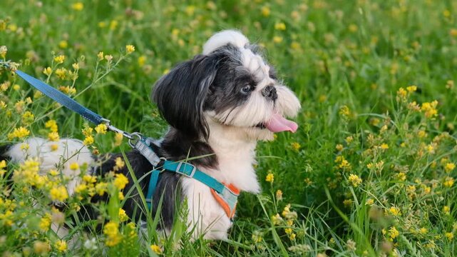 Small Black and White Shih Tzu Dog Sitting in Yellow Wildflower Meadow Outdoors