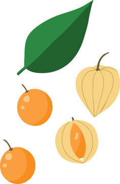Fresh cape gooseberry with leaf and husk, golden physalis fruit vector illustration isolated on white background, ideal for food, exotic fruit and healthy diet design.