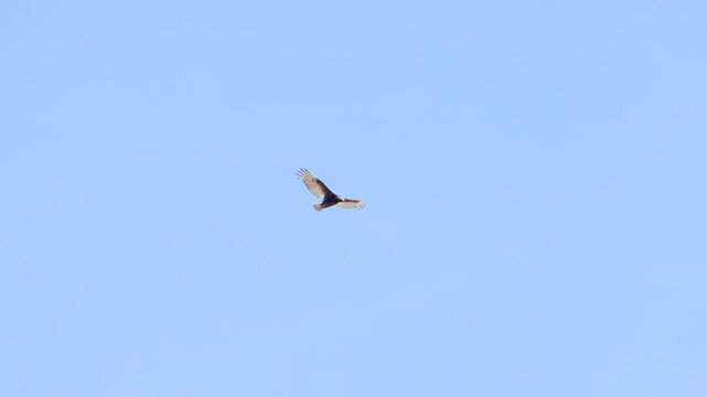 a slow motion tracking clip of a turkey vulture flying at joshua tree national park in california, usa