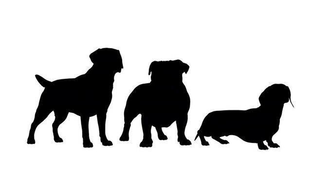 Black silhouette of three different dogs standing side by side, playful interaction, simple isolated animation footage