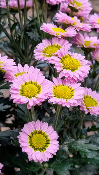 Soft Pink Daisy Chrysanthemums with Bright Yellow Centers in Autumn