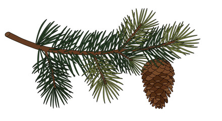 Evergreen pine branch with brown pinecone vector illustration, realistic coniferous tree twig with green needles, forest botanical element for winter decor © Chrome