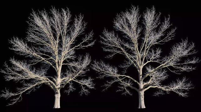 two bare winter trees with sparse white foliage, backlit against black, abstract nature background