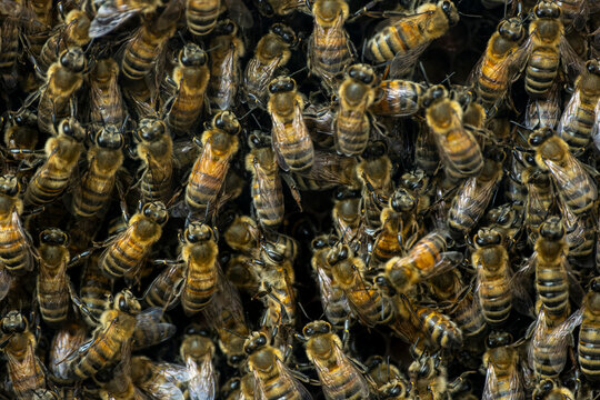 Honey Bees Working on Honeycomb Inside a Beehive. Close Up of Honey Bees on Natural Honeycomb. Active Honey Bee Colony Inside a Beehive.