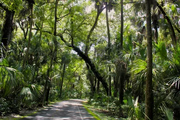 Fotobehang Bospad Footpath in the forest  © Ayashi