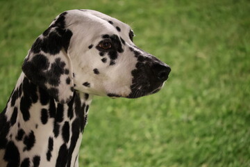 Profile portrait of a spotted dalmatian dog against green grass © Stepan