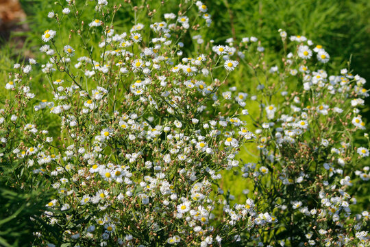 white erigeron in the garden