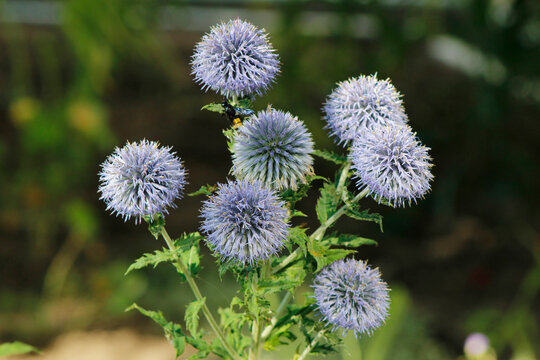blooming globe thistle in the garden (Echinops)

