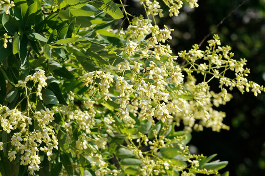 beautiful flowering Japanese pagoda tree (Sophora japonica)


