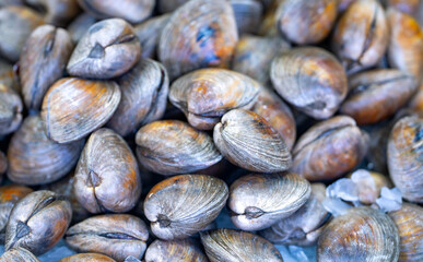 Bivalve shell texture. Bivalve pile closeup. Raw bivalve shellfish. Fresh bivalve seafood. © Volodymyr