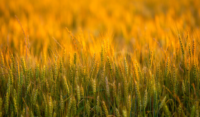 Obraz premium Wheat grows in farmland. Wheat spike forms silhouette. Golden wheat catches daylight. Rural wheat meets sunlight.
