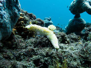 Nudibranch on the reef (Short Tailed Ceratosoma). © Michael