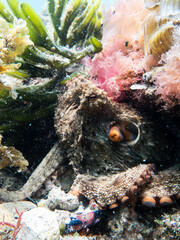 Octopus hiding in sea grass © Michael