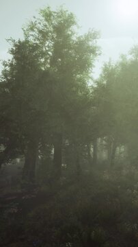 Sunlight shines through trees in a forest during the early morning. Fog covers the ground as the day begins. The scene shows a quiet forest with a soft light.