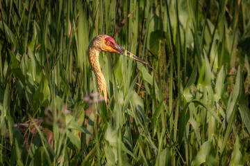 Obraz premium Close up portrait of a sandhill crane head in a marsh.