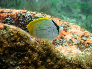 Butterflyfish resting in sponge © Michael