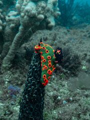 Donut Nembrotha © Michael