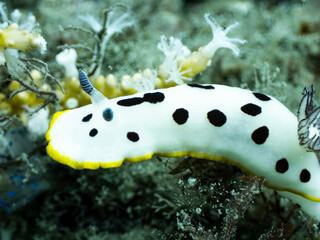 Nudibranch resting on the reef © Michael