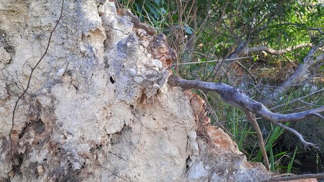 Close up texture of uprooted tree roots with soil. Fallen tree by riverbank, exposed roots and earth. Nature disaster, environmental background.