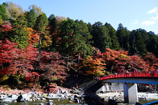 愛知県豊田市の香嵐渓における秋の紅葉風景。色づいたカエデの木々と青い空、川に架かる赤い橋が美しいコントラストを描く日本の晩秋の観光名所。