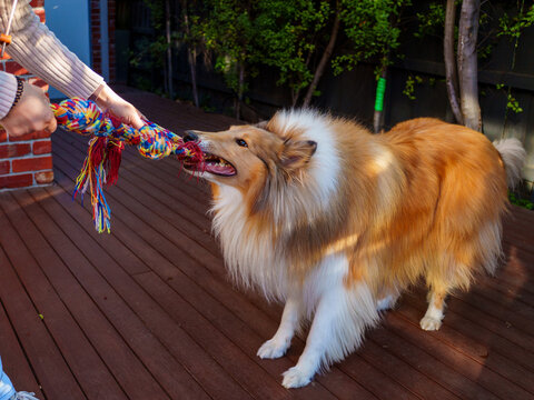 Joyful rough collie dog engaging in energetic play and bonding through a tug of war game