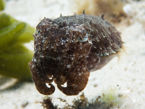 Cuttlefish hovering