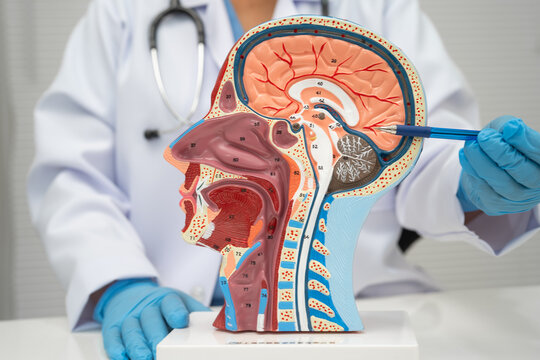 Asian doctor with half head and neck with vessels model.