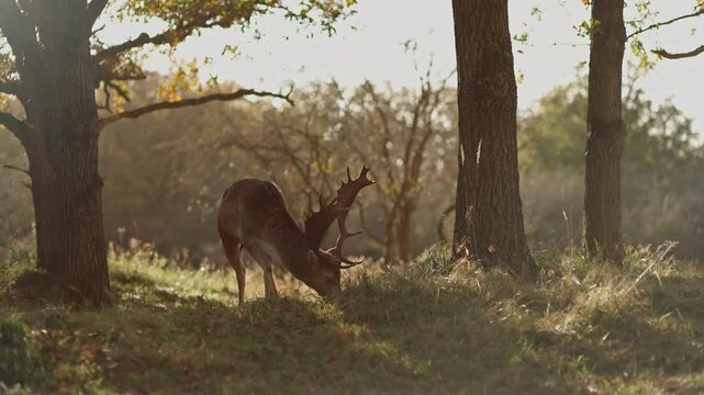 Male Fallow Deer in rutting season, battling for female deer.