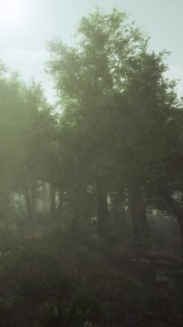 Thick fog surrounds tall trees in a forest early in the morning. The light shines softly through the fog, creating a mysterious atmosphere.