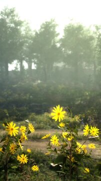 Yellow flowers bloom in a field with trees in the background. Morning light creates a soft atmosphere. The scene shows nature waking up with colors and growth.