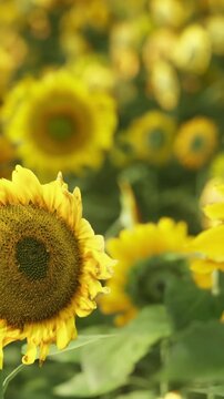 Sunflowers stand tall and bright in a wide field. The sun shines on the yellow petals as bees fly around, enjoying the warm weather. A few clouds are visible in the blue sky.