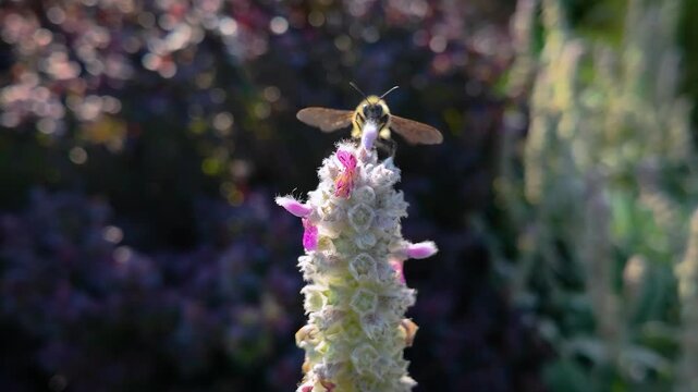 Wild Plant - Lamb's Ear Flower with Bumblebee - Close Up Zoom 4K UHD