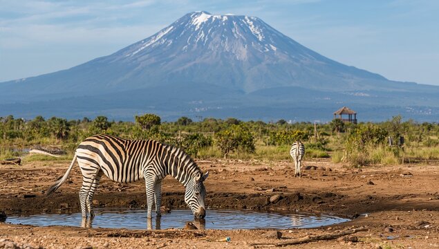 Zebras drinking water at a watering hole with a snow-capped mountain in the background