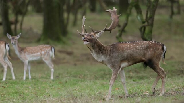 Male Fallow Deer in rutting season, battling for female deer.