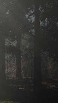 Tall trees stand in a misty forest. Soft light filters through the branches. The ground is covered in leaves. The atmosphere feels quiet and still.