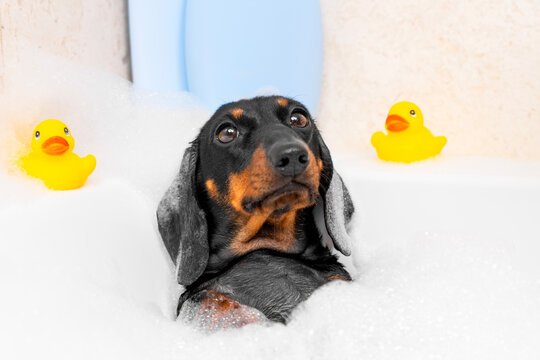 Dreamy black and tan dachshund dog relaxing in a foamy bubble bath surrounded by two cheerful yellow rubber ducks, gazing upward, pet washing, spa and hygiene concept.