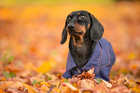 Black and tan dachshund dog in a denim jacket sitting attentively in yellow fallen foliage against a blurred autumn forest background, curious look, seasonal pet stroll.