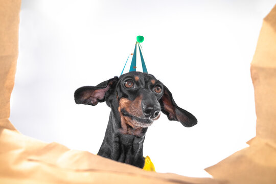 Adorable black dachshund dog in striped party hat watching gift inside open crumpled box with curiosity, interested pet observing present, bright birthday celebration studio concept.