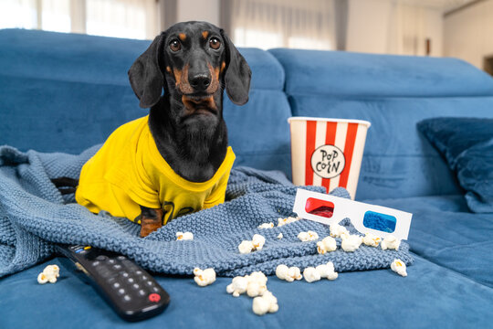 Funny dachshund dog in yellow shirt sitting upright on blue couch watching movie excitedly with popcorn, 3d glasses and remote nearby, eager pet thrilled by film, fun tv night lifestyle concept