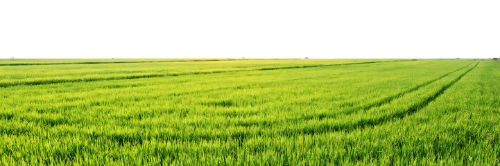 Obraz premium Panoramic view of a vibrant green agricultural wheat field under bright sunlight, showcasing rows of young crops in a rural landscape setting isolated on a transparent background