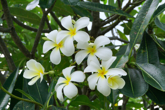 frangipani flowers, white plumeria tropical spa flower