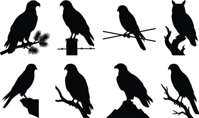 Fototapeta premium Birds of Prey Silhouettes Vector Collection Featuring Eagles Hawks Owls and Perched Falcons