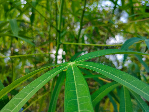 Close-up shot of a bright green cassava leaf highlighting its distinct palmate shape, veins, and lush surrounding foliage
