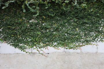 A weathered concrete wall with creeping green vines, creating a natural urban texture background with copy space, ideal for design, architecture, and nature concepts. © Bikusuma