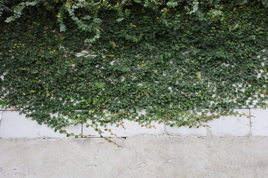 A weathered concrete wall with creeping green vines, creating a natural urban texture background with copy space, ideal for design, architecture, and nature concepts.