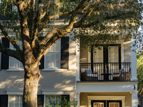 A mature oak tree with hanging Spanish moss stands in front of a modern residential house. Warm sunlight highlights the balcony and elegant architecture in a quiet suburban neighborhood.