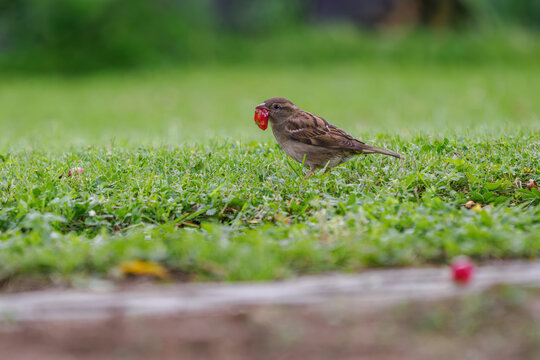 Female house sparrow on a lawn holding a remainder of a cherry in its beak.