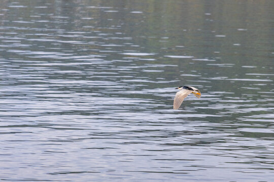 Gaspesie, Canada, 31 May 2026 : A night heron flies low over rippling water
