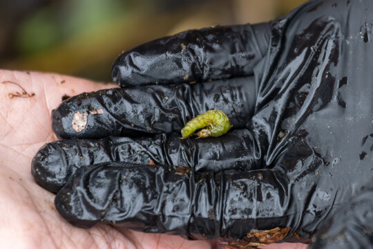 La Tuque, Canada, 07 May 2026 : A person wearing a black protective glove holds a small green larva in their hand.